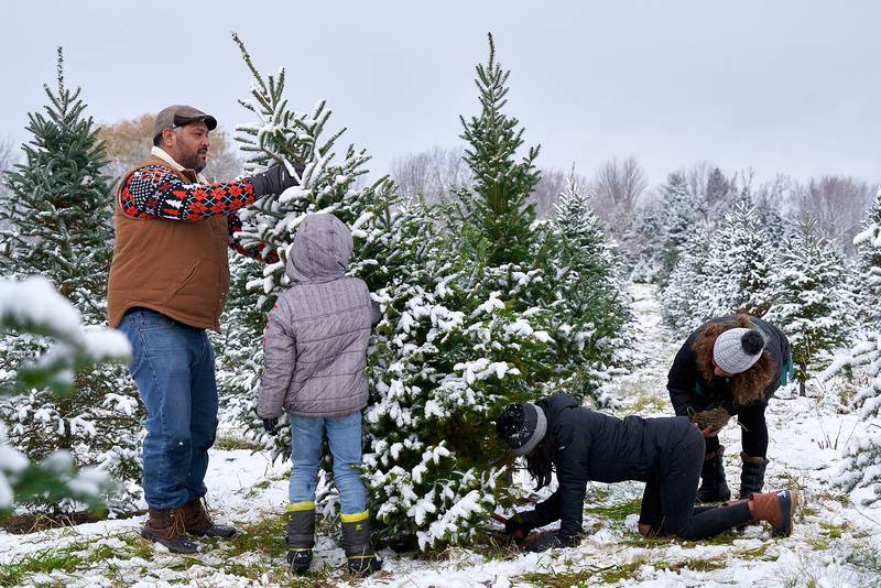 Family members cut down their selected tree during the 2023 holiday season at Richardson Christmas Tree Farm, 9407 Richardson Road, Spring Grove. The farm opens this year on Friday, Nov. 29, and will remain open daily until Sunday, Dec. 22.