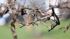 Mistie Hill Vineyard in Will County looks to expand and go retail