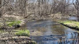 Crystal Lake to start Crystal Creek restoration, with aim to return to natural state, lessen flooding