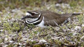 Killdeer bird nests in parking lot at McHenry Outdoor Theater; drive-in sharing space after early season start