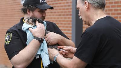 Photos: Dogs receive rabies vaccines in Crystal Lake