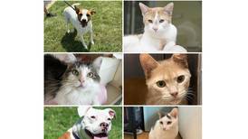 Will County Pets of the Week: Sept. 23, 2024
