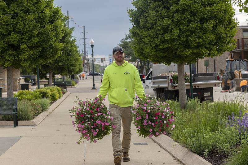 City of Dixon employee Austin Clark hauls two petunia baskets Tuesday, May 27, 2025, while decorating the riverfront in Dixon.