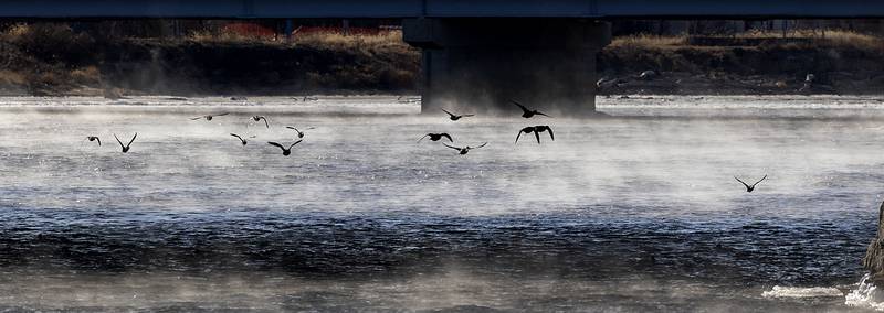Ducks fly across the steamy Rock River in Dixon as temperatures stay in the single digits Tuesday, Jan. 21, 2025.