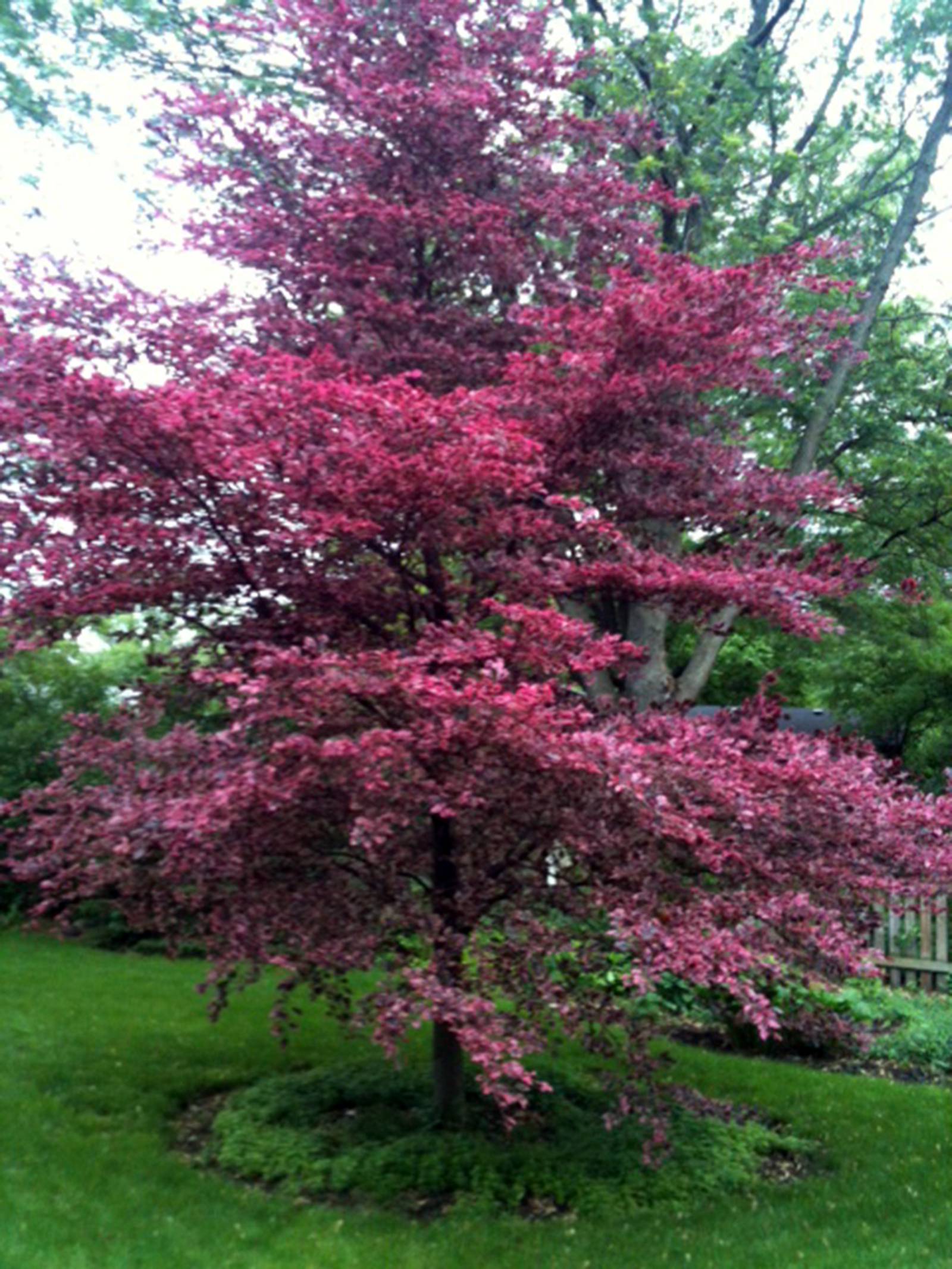 Learning to Grow: Tri color beech a Tri-City star – Shaw Local