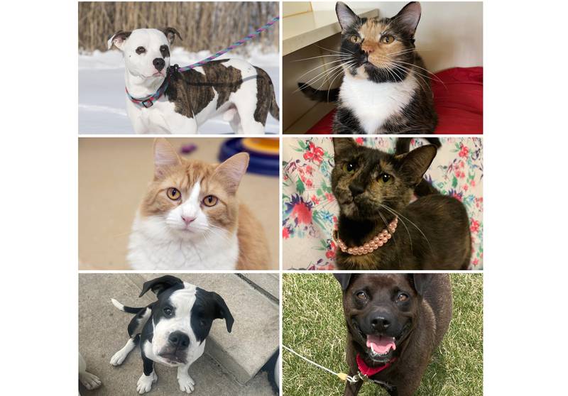 The Herald-News presents this week’s Pets of the Week. Read the description of each pet to find out about that pet, including where he or she can be adopted.