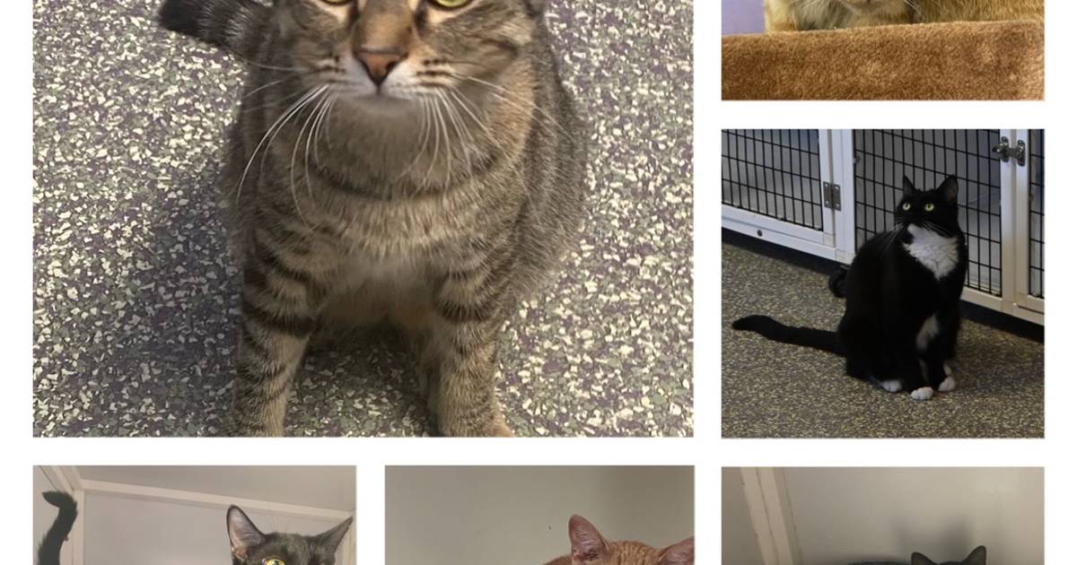 Morris HeraldNews Pets of the Week Nov. 14, 2022 Flipboard