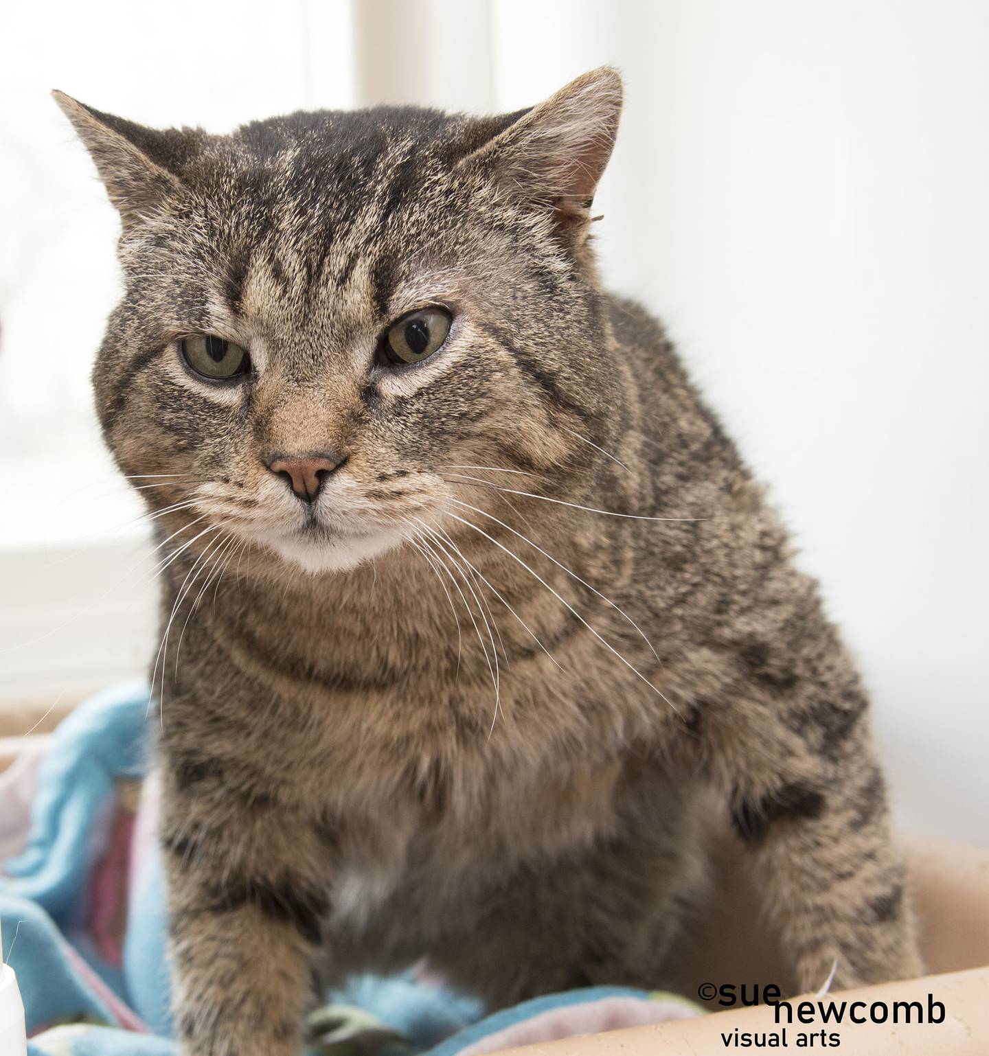 Bronx is a large tabby cat who came to the shelter as a stray. He is very sweet and gets along with other cats but would prefer to be alone. Bronx tested positive for Feline Immunodeficiency Virus (FIV) and will need a family to keep him relaxed and healthy. Contact the Will County Humane Society at willcountyhumane.com and follow the instructions for the adoption process.