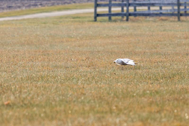 McHenry's young male snowy owl scanning for food on a sunny day in December 2024. Image captured from the road with a 500mm lens, and then cropped in post processing.