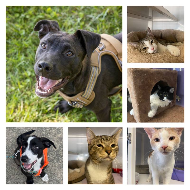 For September 5, 2022: the Morris Herald-News presents this week’s Pets of the Week.