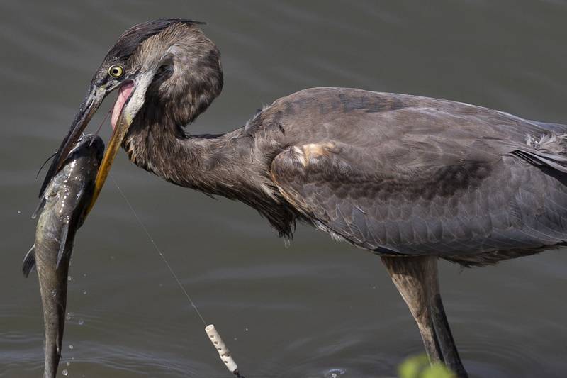 A blue heron wasn’t the first one to catch this fish Saturday, Aug. 24, 2024, at RB&W Park in Rock Falls.