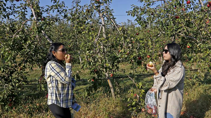 Apple-picking adventures: Your guide to must-visit orchards in northern Illinois 