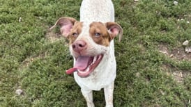 Don’t have a rabies tag for your pet?  Get ready to pay fines in Kendall County