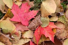 DeKalb leaf collection underway through early December