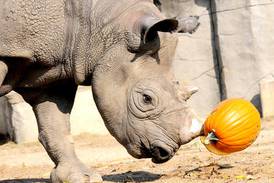 Boo! at the Zoo to bring family-friendly Halloween fun to Brookfield