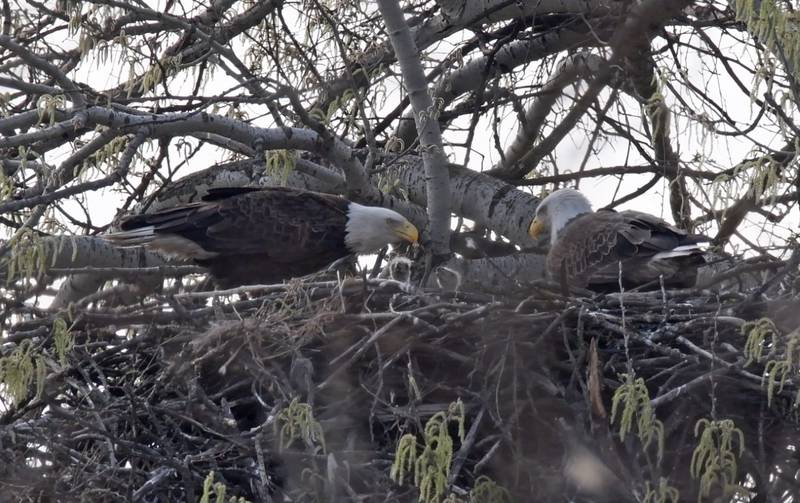Two eagle nests located in the Forest Preserve District of Will County have produced five eaglets this spring, a good sign eagles are continuing to rebound in the area.