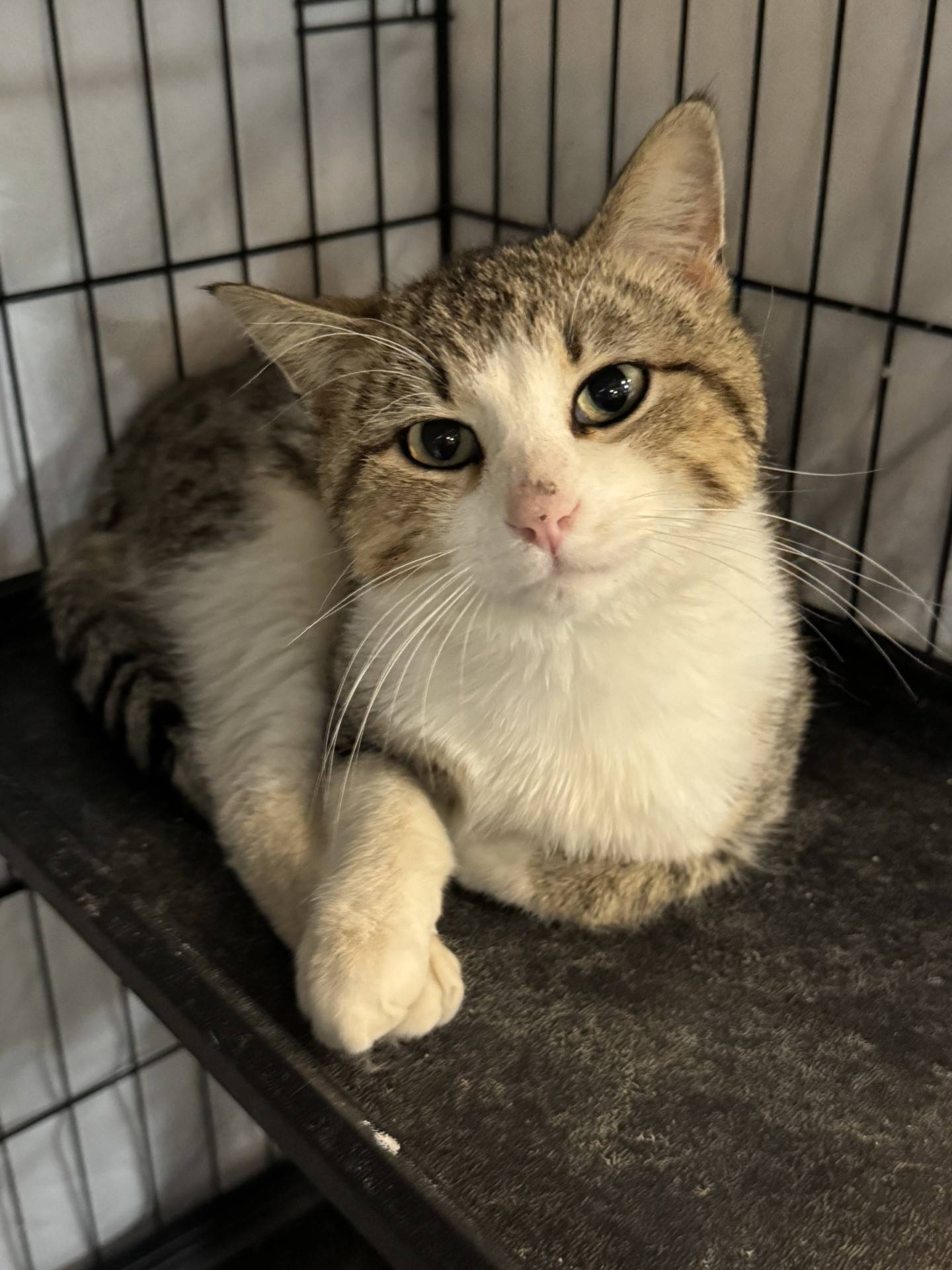 Storm Hunter is a calm and quiet 4-year-old domestic shorthair that was found outdoors. He’s a little reserved in new surroundings but loves attention – especially belly rubs – once he feels safe. With a little time in a new home to build confidence, Storm Hunter will thrive and show his affectionate nature. To meet Storm Hunter, email Catadoptions@nawsus.org. Visit nawsus.org.