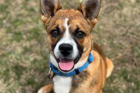 Young pup ready to run, learn in forever family