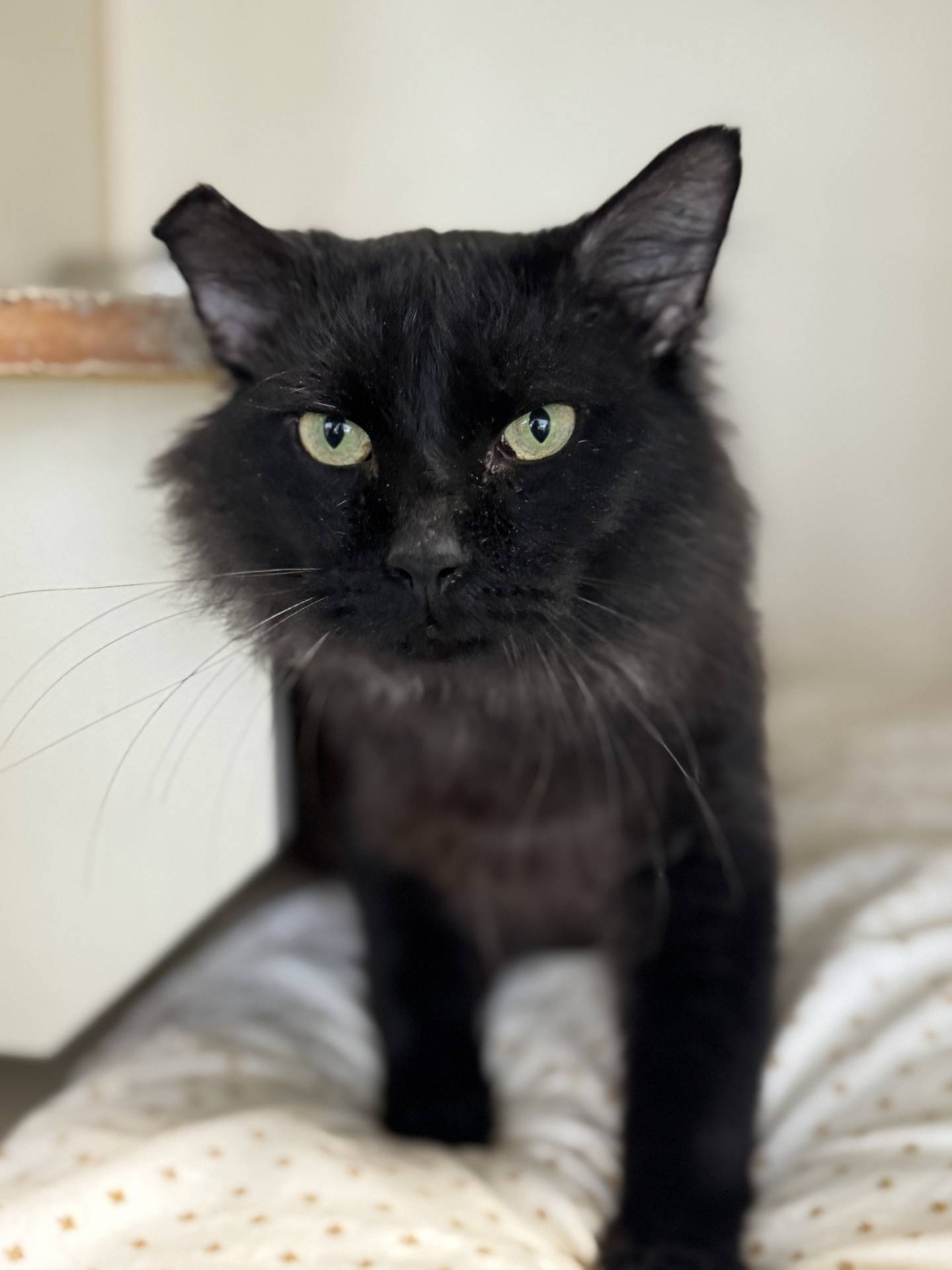 Boo is a gentle 3-year-old medium-haired cat that was rescued from a high kill shelter in Kentucky where he was at risk of euthanasia. Boo is a very loving and social. He enjoys pets and attention, and he is comfortable approaching new people for some love. He enjoys pets down his back and scratches under his chin. To meet Boo, email Catadoptions@nawsus.org with any questions or to meet him. Visit nawsus.org.