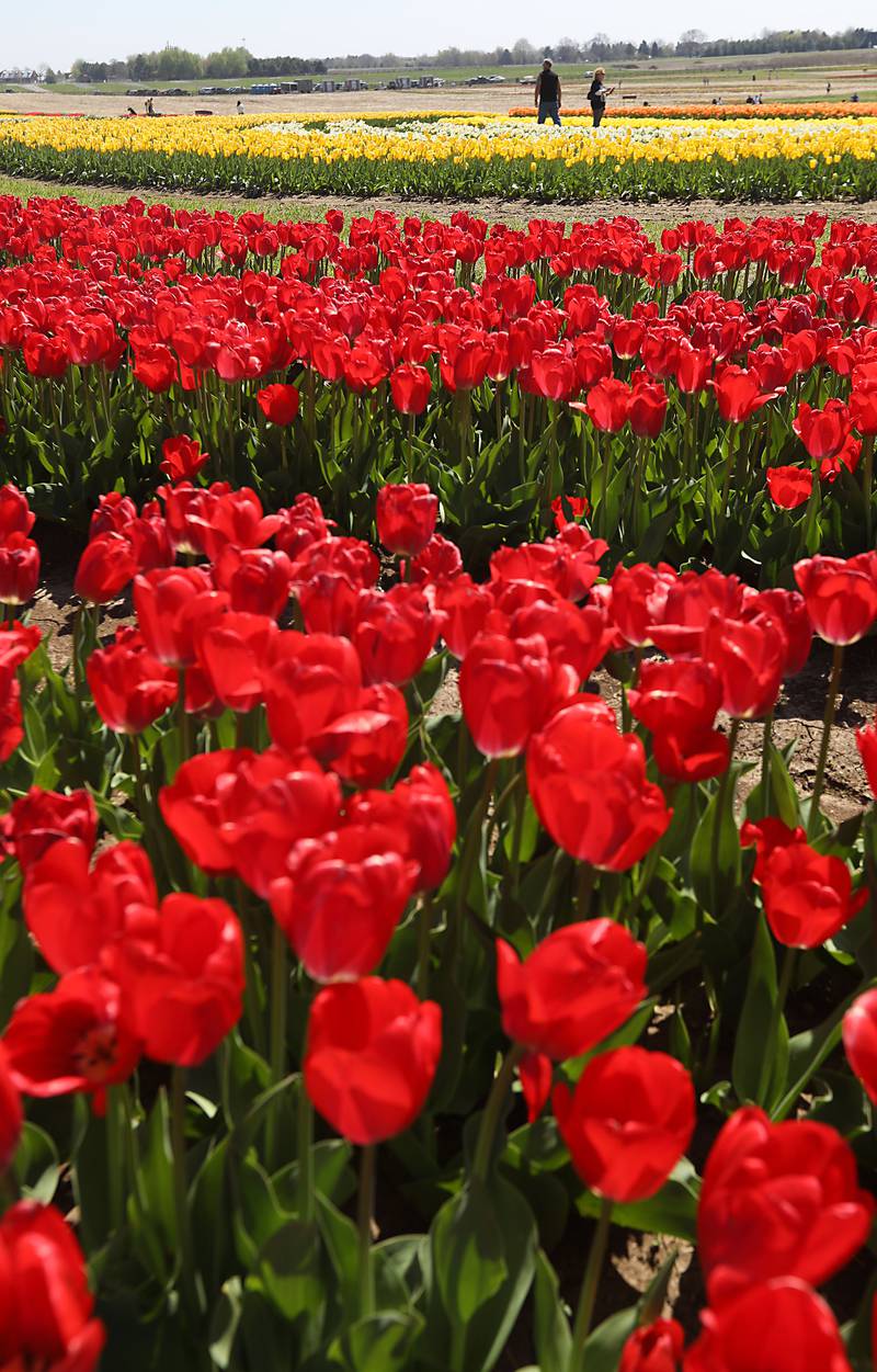 Tulips during the Earth Day opening of the  Richardson Farm Tulip Festival on Wednesday, April 22. More than 1 million vibrant flowers in over 75 varieties will be in bloom. About 350,000 new tulip bulbs were planted in the fall of 2025 in a butterfly pattern near a private lake on the property, said George Richardson. Hours are 10 a.m. to 6:30 p.m. The festival typically lasts for two to three weeks, depending on the blooms.