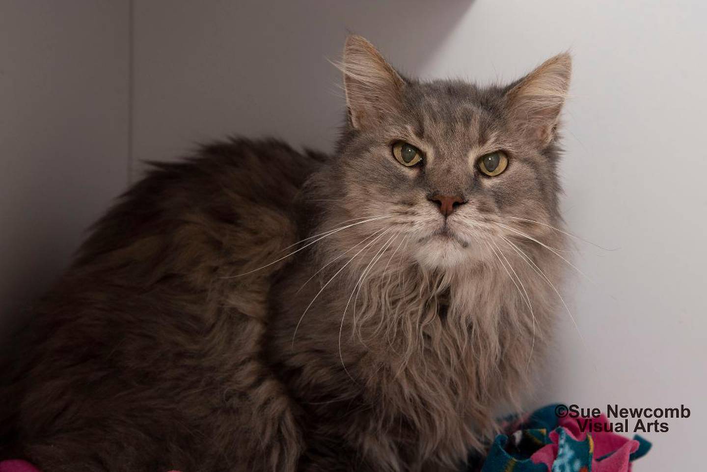 Jeff is a senior domestic long-hair who came to the shelter after his owner died. He is somewhat shy but very sweet and enjoys pets and brushing. Contact the Will County Humane Society at willcountyhumane.com and follow the instructions for the adoption process.