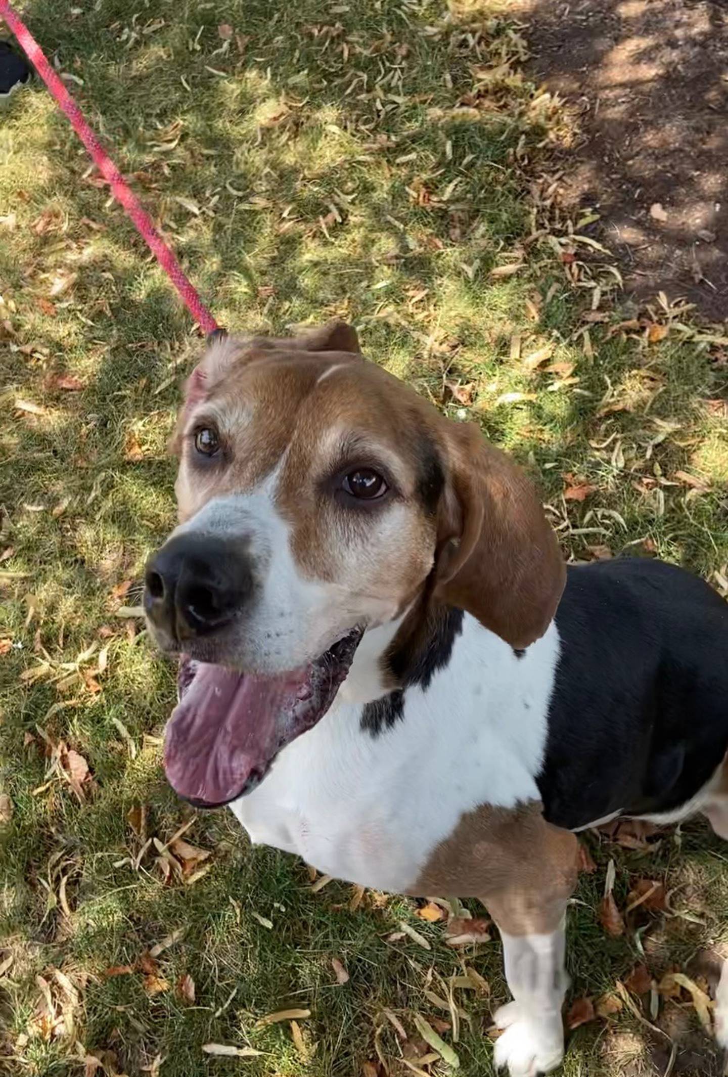 Cooper is a 9-year-old coonhound. He loves to go on walks and nap in his doggy bed. He is large, but gentle, and gets along with other dogs and children.  Cooper needs daily medication for hypothyroidism. To meet Cooper, email Victoria at victoria@nawsus.org. Visit nawsus.org.