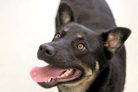 Kane County to hold low-cost vaccination, microchip clinic for animals