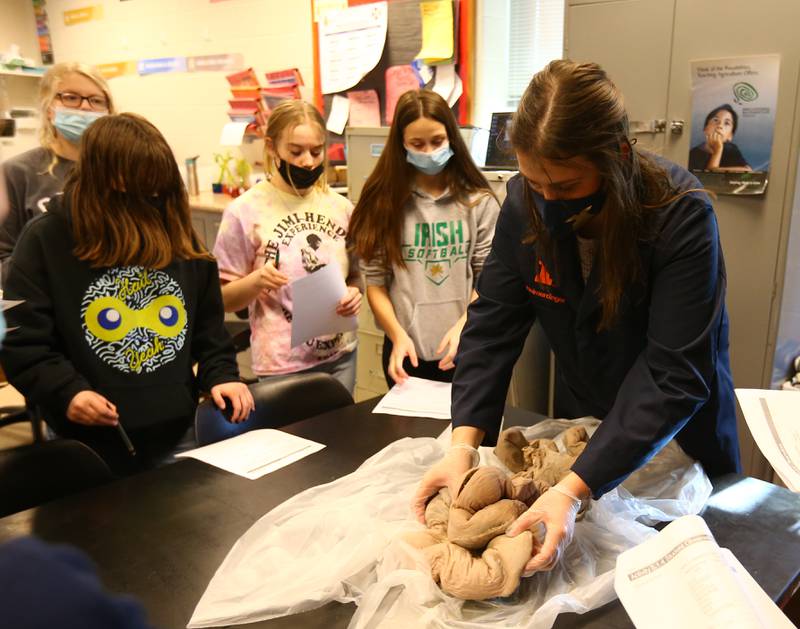 Gwen Heimerdinger. (right) a student teacher in the Streator FFA class, dissects a pig uterus with students in the FFA classroom on Tuesday Jan. 25, 2022 at Streator High School.