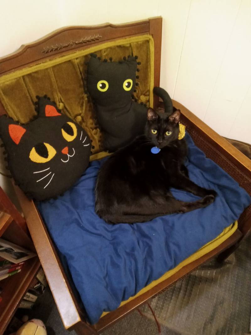 Zachary-Pants is the Pet of the Weekend.