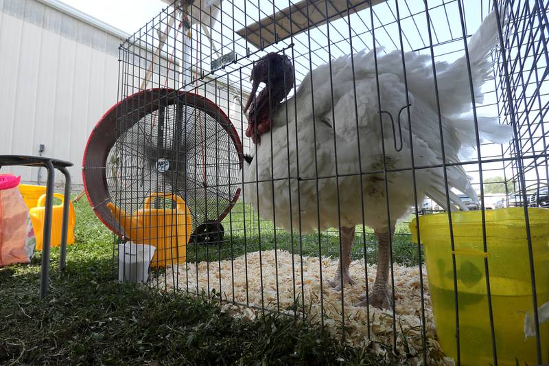 A turkey enjoys the breeze from a big fan during the opening day of the McHenry County Fair on Tuesday, July 29, 2025. The fair runs through Sunday at the fairgrounds in Woodstock.