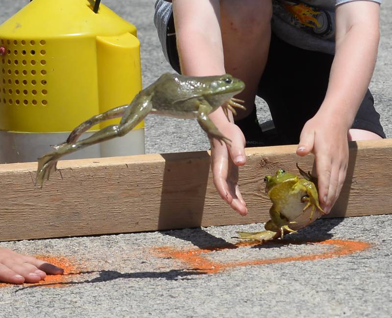 Georgia Walls, 9, and Nolan Sprecht, 6, of Hooppole, start their frogs in the Hooppole Fun Day's Frog Race held Saturday, June 28, 2025 in Hooppole.