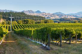 Uncorked: New Zealand ideal for growing sauvignon blanc 