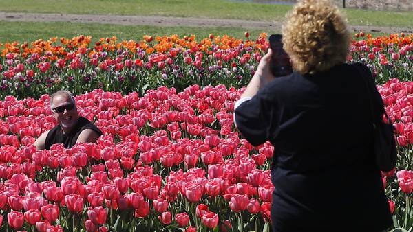Photos: Tulip Festival at Richardson Adventure Farm
