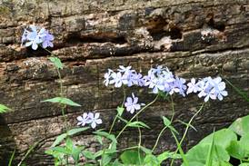 Fun blooms with kayaking, wildflowers hikes at Will County forest preserves