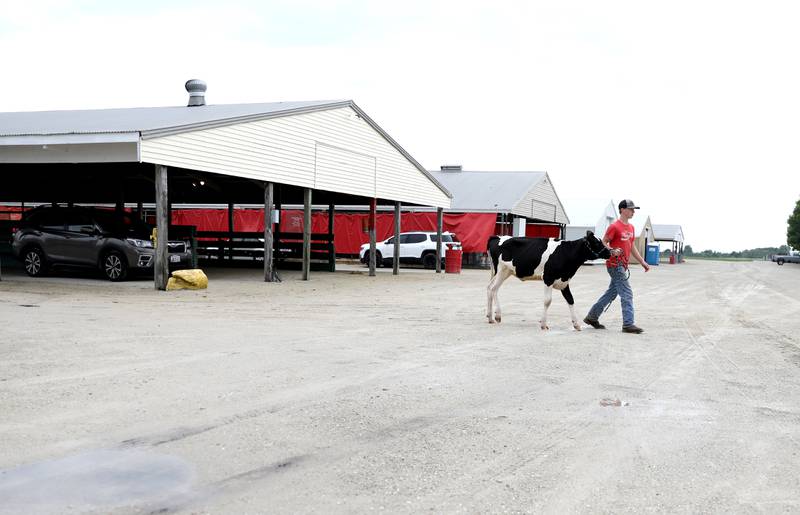 Thomas Lind, 16, of Maple Park walks a calf to a wash stall during the first day of the Kane County Fair on Wednesday, July 12, 2023.