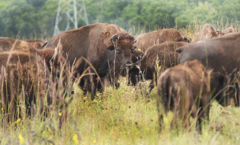 A bison stands with the herd at the Nachusa Grasslands, on Saturday, Sept. 20, 2025. Wagon rides out to the prairie to see the bison were offered during the annual Autumn on the Prairie event.