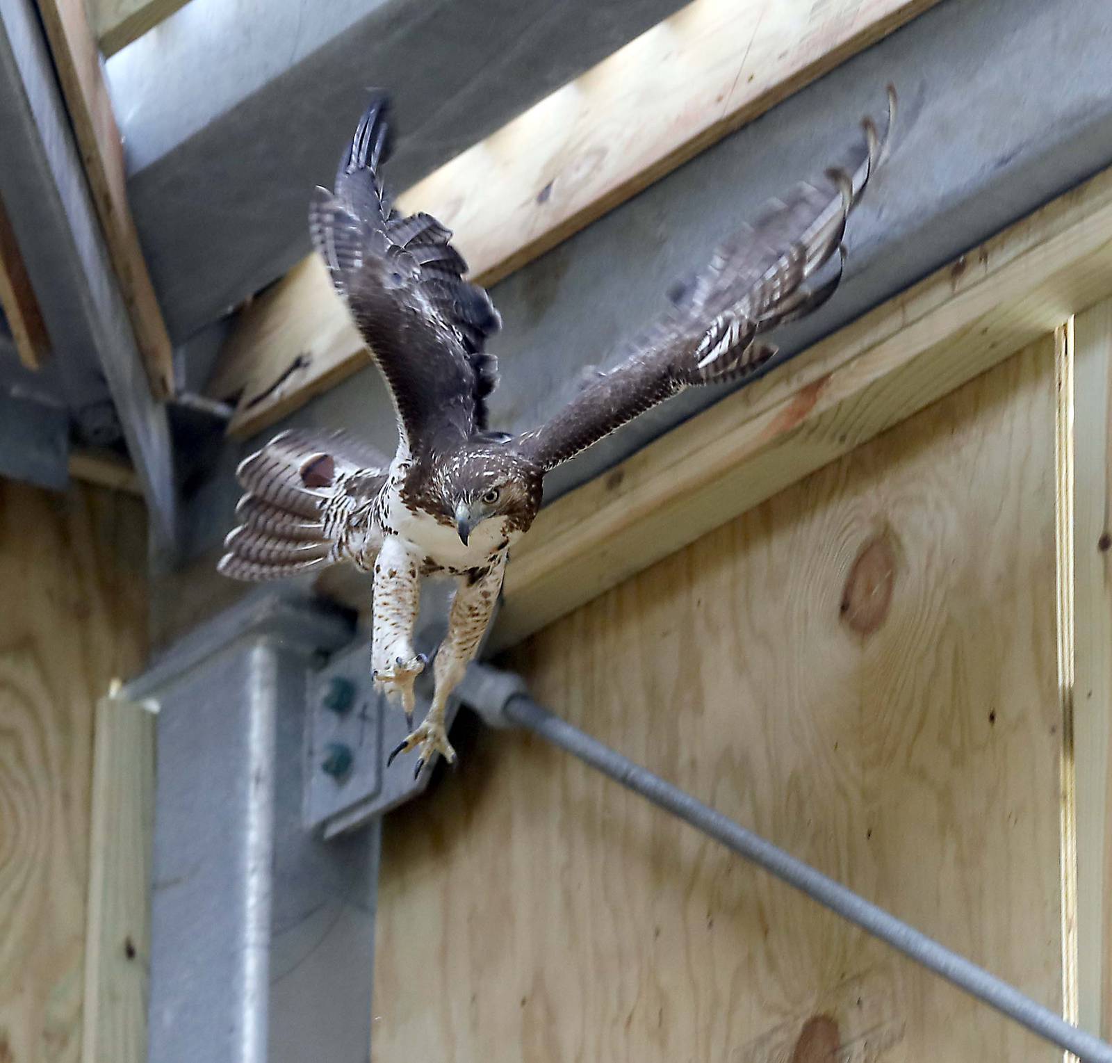 New ‘Resident Hall’ at Willowbrook Wildlife Center gives animals room
