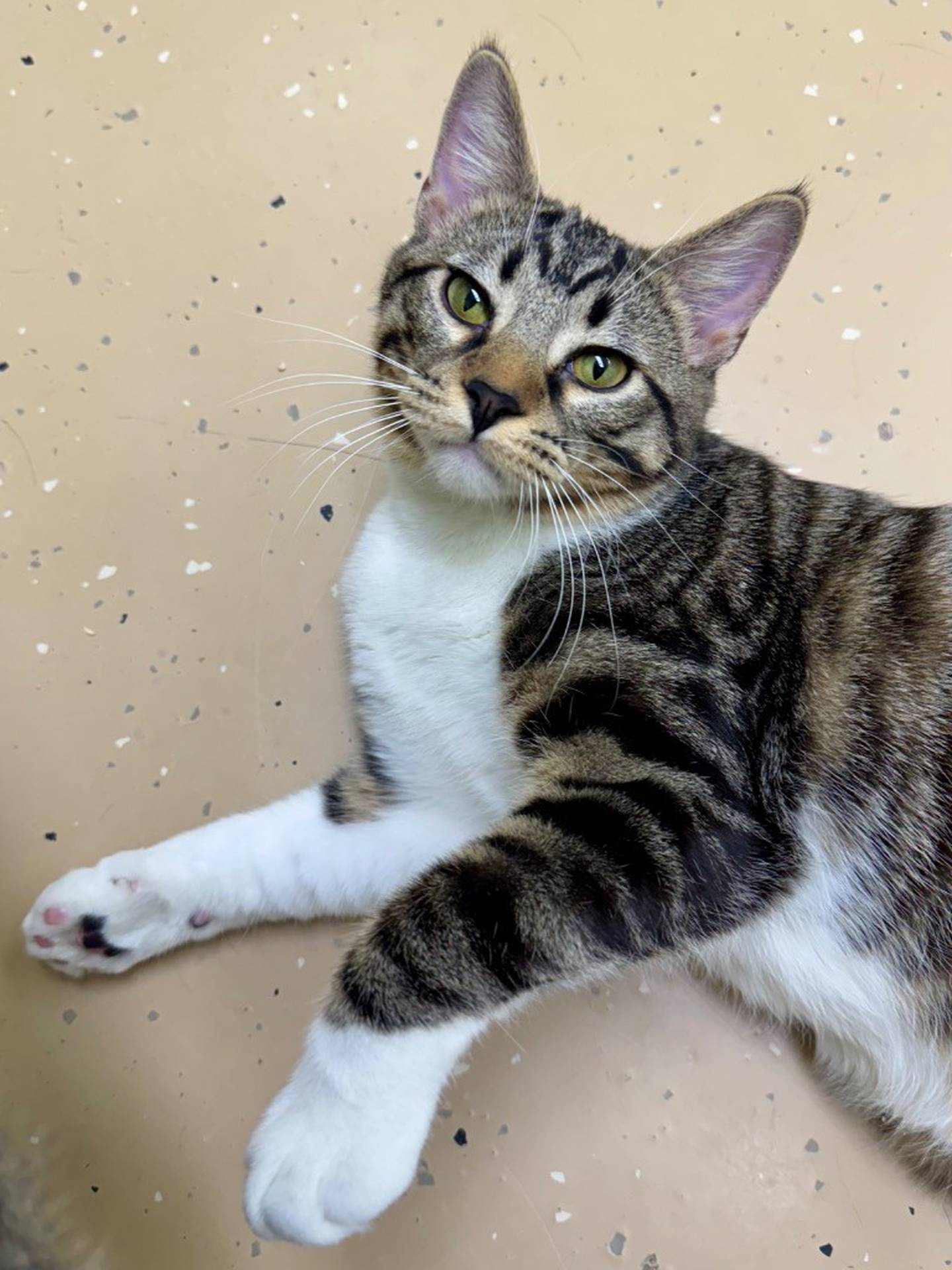 Cedar is an 8-month-old kitten who came to the humane society from Kentucky with his littermate. He is outgoing, affectionate and playful. Cedar enjoys playing and napping with his kitten friends in the kitten room. Contact the Will County Humane Society at willcountyhumane.com and follow the instructions for the adoption process.