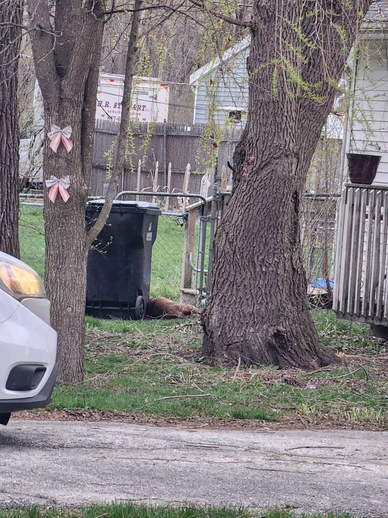 A dog is seen on the ground in a neighborhood near Johnsburg where McHenry County Sheriff's deputies shot and killed a dog after a dogfight that authorities said injured several people. At least one deputy was also injured trying to corral the dogs after two got loose.