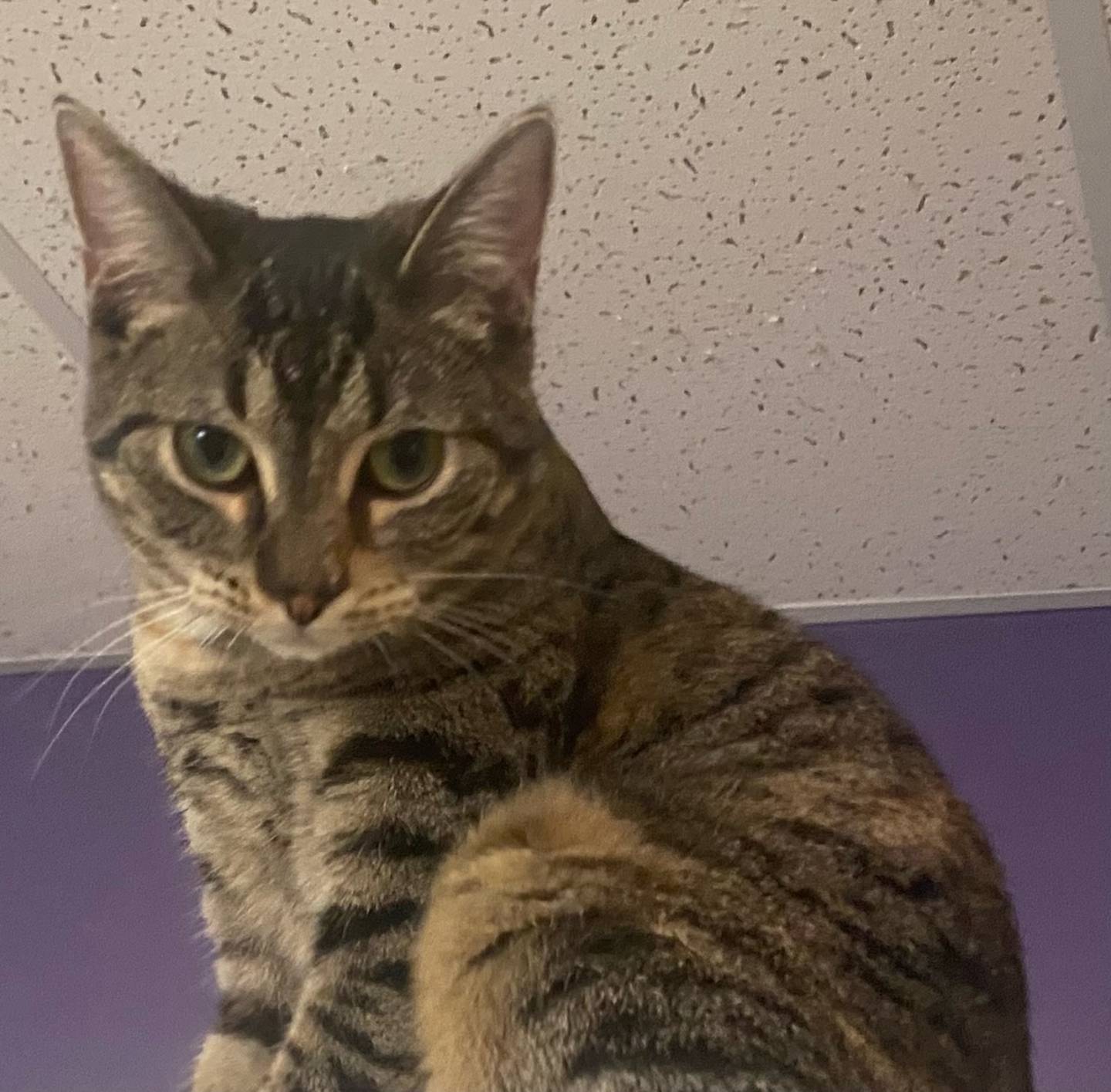 Swayze is a 6-month-old domestic shorthair. She is sweet, calm, and loyal. Swayze appreciates her alone time and is fond of relaxing in her bed. She is looking for her forever home. For more information on Swayze, including adoption fees please visit justanimals.org or call 815-448-2510.