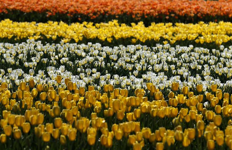 Some of the more that 1 million tulips during the Earth Day opening of the  Richardson Farm Tulip Festival on Wednesday, April 22. About 350,000 new tulip bulbs were planted in the fall of 2025 in a butterfly pattern near a private lake on the property, said George Richardson. Hours are 10 a.m. to 6:30 p.m. The festival typically lasts for two to three weeks, depending on the blooms.