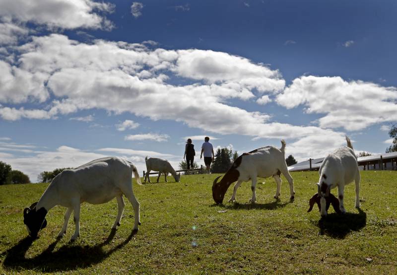 People walk amongst grazing goat during a stop on the McHenry County Farm Stroll on Sunday, Sept. 29, 2024, at Hephzibah Farms in Hebron. The farm stroll, a self-guided tour of McHenry County’s family farms, featured farm tours, demonstrations and products for sale at eleven farms.