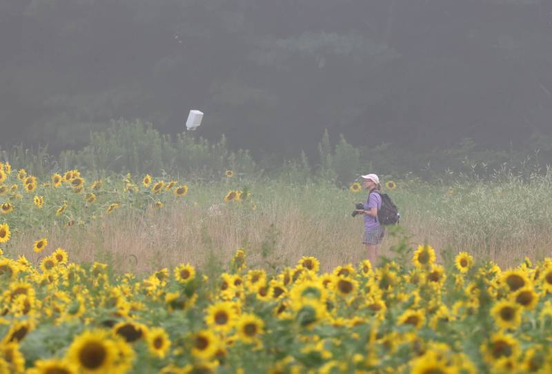 A visitor takes pictures of the sunflower field Monday, July 22, 2024, at Shabbona Lake State Recreation Area in Shabbona Township.