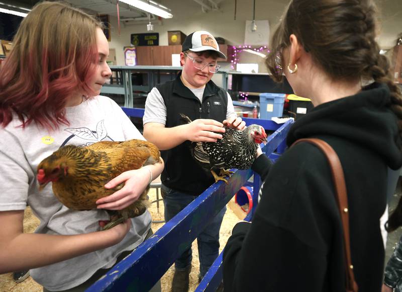 Students and visitors pet the chickens during the Future Farmers of America Baryard Zoo Wednesday, Feb. 21, 2024, at DeKalb High School. The program, which is held during National FFA Week, gives local kids a chance to visit the high school and learn about the FFA program and animals in agriculture.