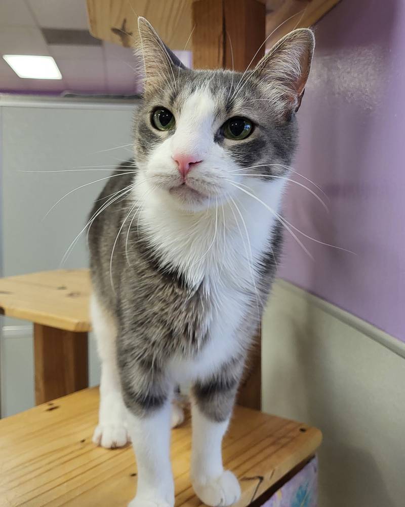 Jeffy is Save-A-Pet's pet of the week for Feb. 20, 2025.
