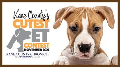 Vote in November’s Kane County’s Cutest Pet Contest