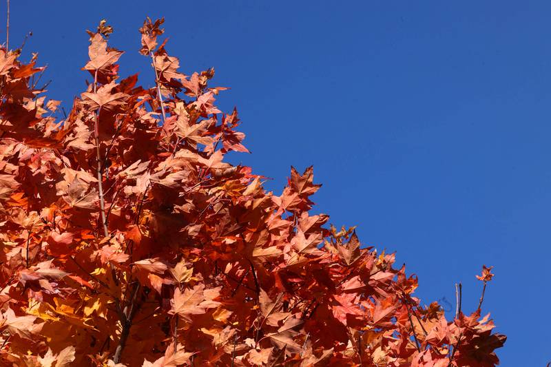 The bright red colors of a maple tree stand out against the sky Tuesday, Oct. 24, 2023, at Merritt Prairie Forest Preserve just south of DeKalb.