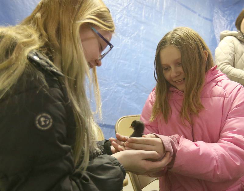 Lillie Fargher and Brinley Brady of Bureau Valley Elementary School hold a baby chicken during the Bureau County Ag. Fair on Thursday, March 21, 2024 in Princeton. The Ag Fair is a daylong event at the Bureau County Fairgrounds in which students make times stops at multiple stations. There are fourteen different learning centers specializing in dairy, embryology, safety, pork, corn, seed science, conservation, beef, soybeans, pollination, technology, equipment, and large and small animals.
