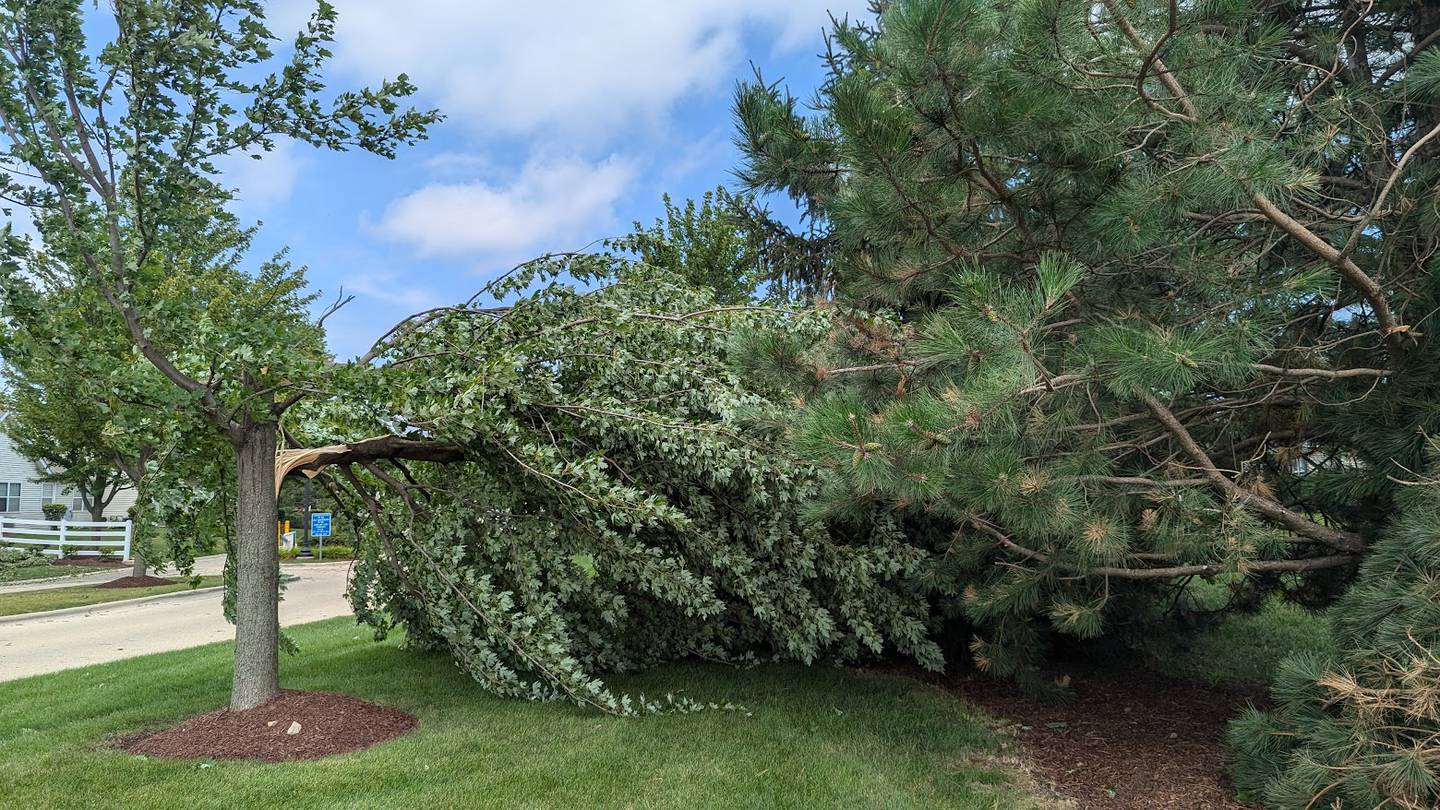 A broken tree covers the grass near the entrance to  Carillon Lakes in Crest Hill. Tuesday, July 16, 2024, after Monday night's storm.