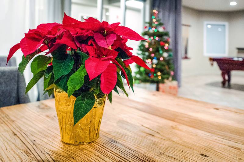 Countryside Flower Shop - Poinsettia Care 101